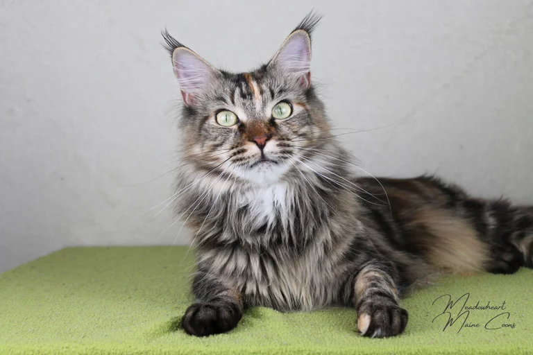 Silva Donum Niniane - lerne meine Katzen kennen