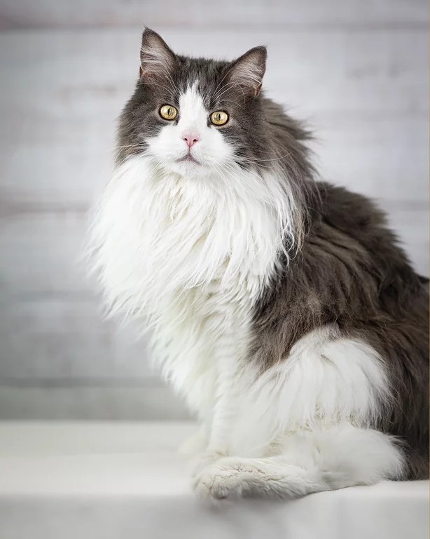 Bayou, blue classic tabby white (könnte bicolour sein, ca. 50% Weißanteil)