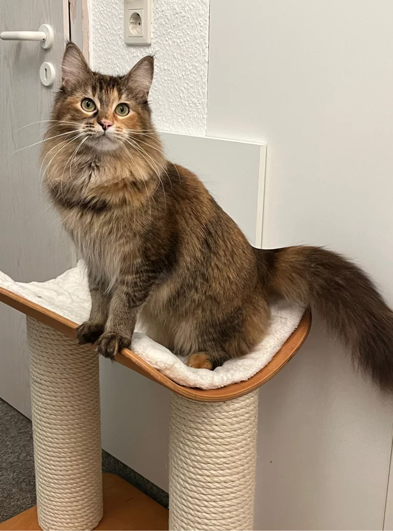 Loxi, black torbie ticked