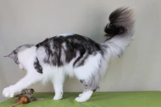 Teia, black silver classic tabby bicolour, ca. 50% Scheckungsweiß