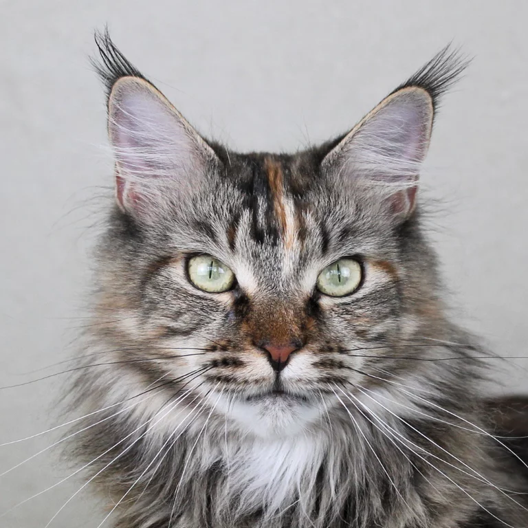 Meadowheart Maine Coons 
Silva Donum Niniane