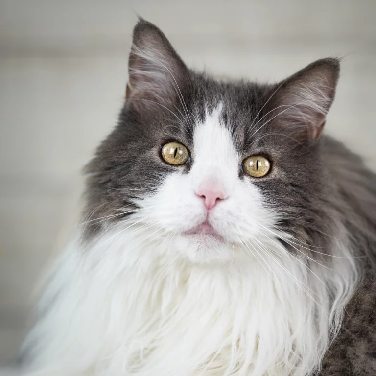 Meadowheart Maine Coons 
Imposing Blue Bayou