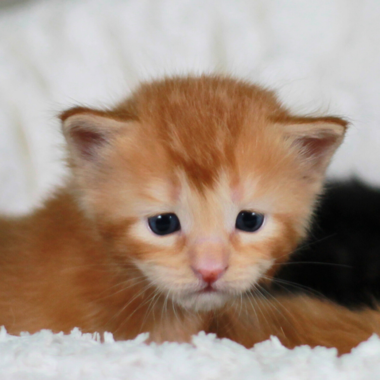 Maine Coon Kitten Meadowheart's Ainsley